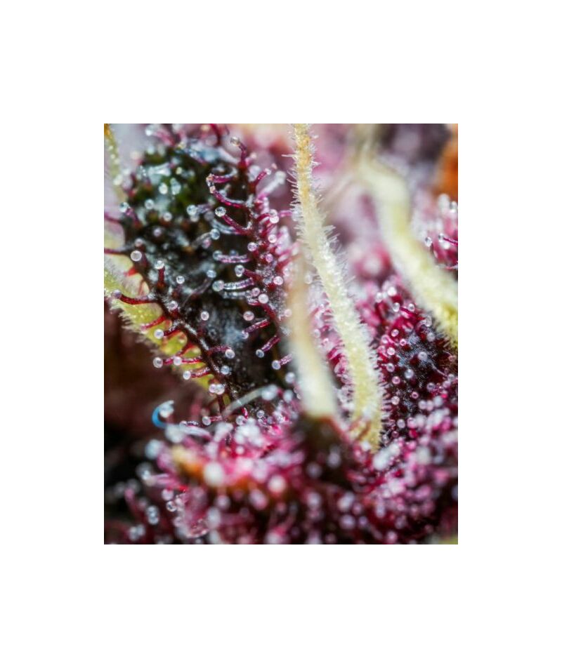 Auto Purple Punch, Фасовка: 5, изображение 3